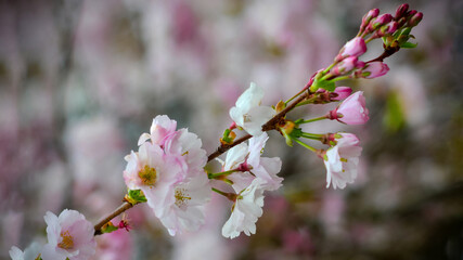 Pink sakura flowers against blue sky