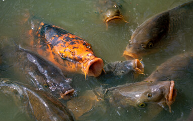 Shoal of Koi fish waiting for the feeding