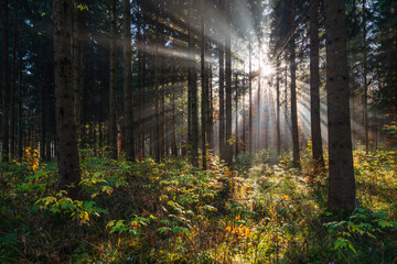 Germany, Baden-Wurttemberg, Rising sun casting beams through branches of forest trees in Swabian Alps