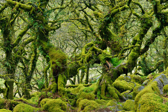 UK, England, Green moss covered trees in Wistmans Wood