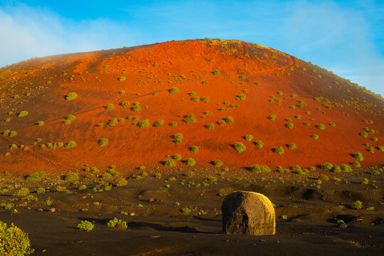 Spain, Canary Islands, Rumex lunaria growing on Caldera Colorada in Parque Natural de Los Volcanes