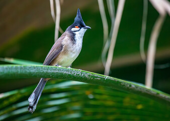 Red-whiskered bulbul - Pycnonotus jocosus- perching on twig