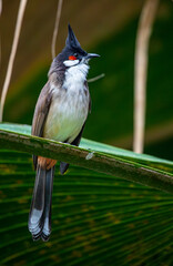 Red-whiskered bulbul - Pycnonotus jocosus- perching on twig