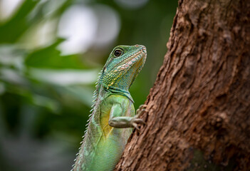 Chinese Water Dragon - Physignathus cocincinus - Side view and closeup