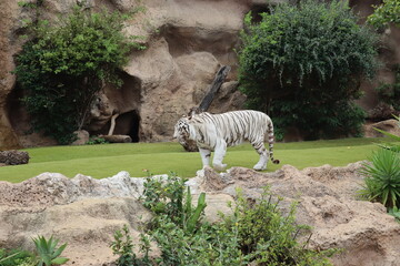 White tiger at Loro Park , Loro Parque, Tenerife, Canary Islands, Spain