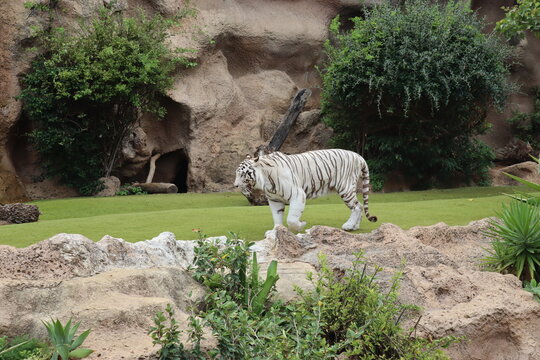 White tiger at Loro Park , Loro Parque, Tenerife, Canary Islands, Spain
