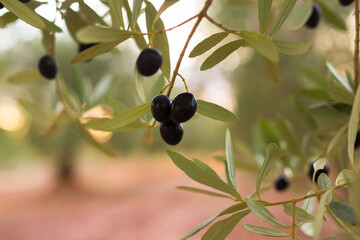 black olives on vnth trees in an olive grove