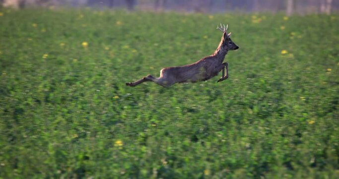 Majestic Breathtaking run fast and jump of a Roe Deer Buck Capreolus Capreolus hoofed animal from a field of rape through the meadow lawn slow motion. Perfect Wildlife