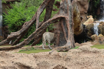 White tiger at Loro Park , Loro Parque, Tenerife, Canary Islands, Spain