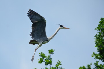A grey heron in flight. Ardea cinerea. Beautiful wildlife scene with a waterfowl in flight.