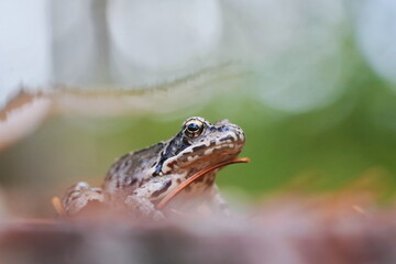 A young european common brown frog (Rana temporaria).  art photograph of an amphibian