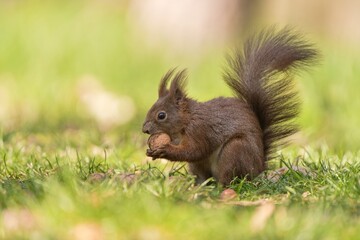 Naklejka na ściany i meble A cute european red squirrel is sitting in the grass. Sciurus vulgaris