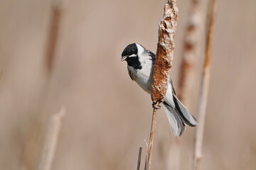 Emberiza schoeniclus. Common reed bunting in the nature habitat. Wildlife scene from european nature.