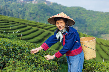 Senior asian woman in traditional cloth picking fresh tea leave in the morning in her hill side tea farming and plantation business.