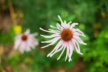 Fototapeta premium Beautiful bright spring flowers against the backdrop of the sun and nature