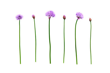 Fresh organic green chives, raw aromatic garden herbs, with their purple flowers Isolated against a transparent background. - Powered by Adobe