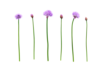 Fresh organic green chives, raw aromatic garden herbs, with their purple flowers Isolated against a transparent background.