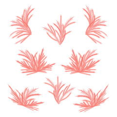 Fototapeta na wymiar Set of red seaweeds, closeup, isolated, on a transparent and white background. Element for design decoration. Vector, summer, nautical illustration, image, graphic design.