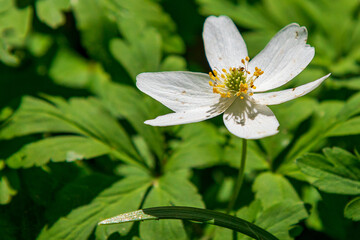 Buschwindroeschen