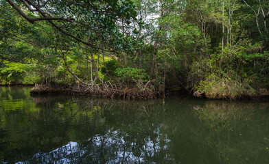 Wild dark rain forest landscape with mangrove trees. Samana bay