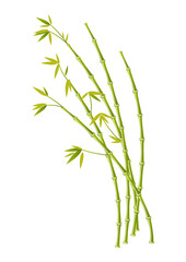 Fototapeta na wymiar Green bamboo. Illustration of tropical asian plants isolated on a white background. Vector 10 EPS.