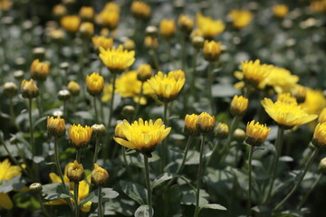 Yellow flowers in bloom. Full frame used as background. Delicate yellow flowers in flower bed