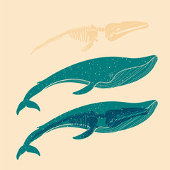 Whale. Colorful cute screen printing effect. Riso print effect. Vector illustration. Graphic element  for fabric, textile, clothing, wrapping paper, wallpaper, poster.