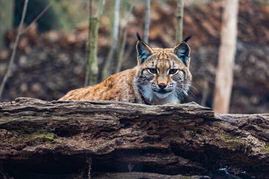 Carpathian lynx (Lynx lynx carpathicus) during the autumn. Subspecies of the Eurasian lynx found in the Carpathian Basin of Romania, Slovakia, Hungary, Ukraine and Bulgaria