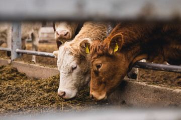 Fototapeta premium Kühe im Stall auf dem Land