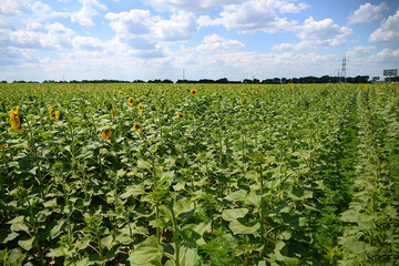 Field of sunflowers. Composition of nature. Summer landscape. Beauty of nature is around us.
