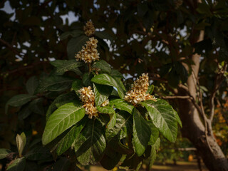 Obraz premium garden with oranges near the city of Antalya, Turkey