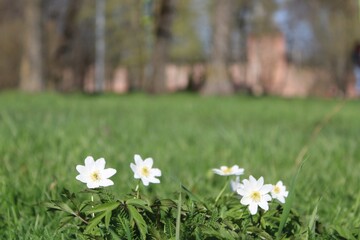 white spring flowers on the meadow in the old park