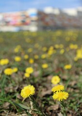 Flowers on the field and colored building background 