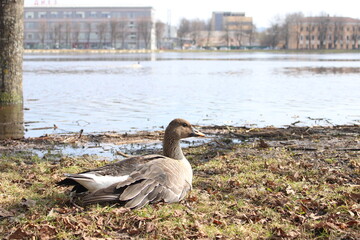Wild goose in city on the bank of the river 