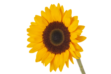 isolated sunflower over transparent background