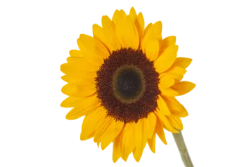 Rolgordijnen isolated sunflower over transparent background © Wolfilser