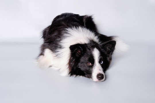 A young border collie dog of 9 months lies on a gray background after grooming, express molting. Studio photo