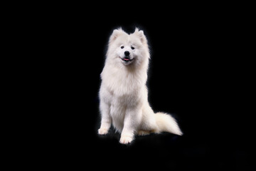 Studio shot of a beautiful Samoyed dog aged 9 months after grooming in an animal salon. Isolate on black