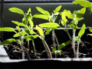 small green tomato seedlings in a box