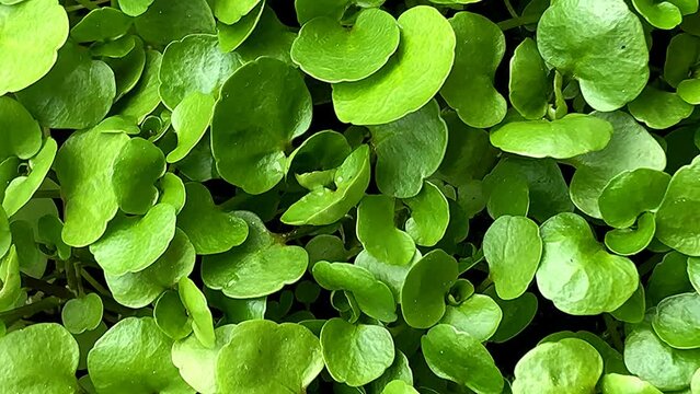 Watercress, fresh eatable herb and medicinal plant in spring in a closeup with camera round drive