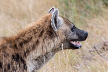 Side profile portrait of a drooling spotted hyena in the African bush