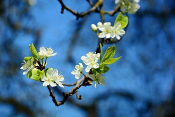 The branches of the flowers of the mirabelle tree early spring
