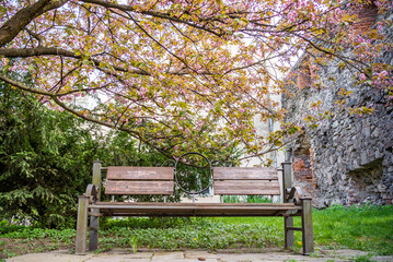cherry blossoms in the garden near the bench. beginning of spring April bloom.