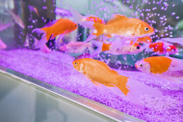 Our goldfish are carefully tended to ensure they thrive in their underwater environment.
