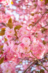 cherry blossoms in the garden. beginning of spring April bloom.