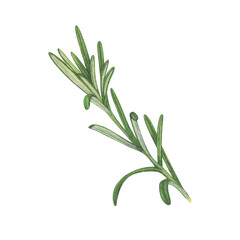 Watercolor rosemary twig and leaves. Hand-drawn illustration isolated on white background. Perfect for menu cafe, restaurant, recipe book, cooking