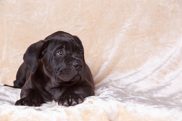 cane corso italiano puppy