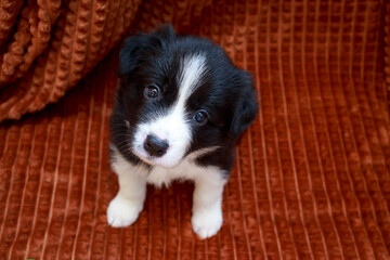 Dog breed Border Collie