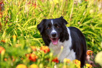 Dog breed Border Collie