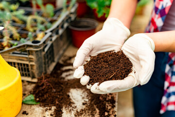 closeup of gloved hands holding fertile soil with seedlings